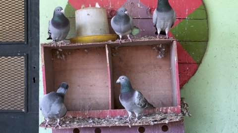 Group of pigeons inside a large cage