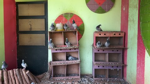 Group of pigeons inside a large cage