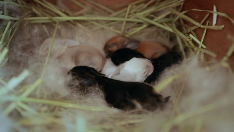 Newborn holland lop bunny in nest with mommy fur and dry grass. Group of baby rabbit are moving and sometime sleeping around nest. New life animal concept. Slow motion shot.