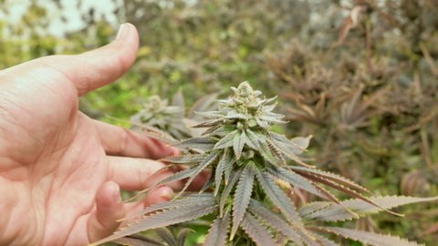 Large Buds on Marijuana Plants at Indoor Cannabis Farm.