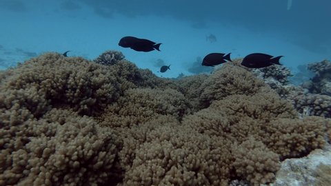 School of tropical fish swim over soft coral Sinularia 
