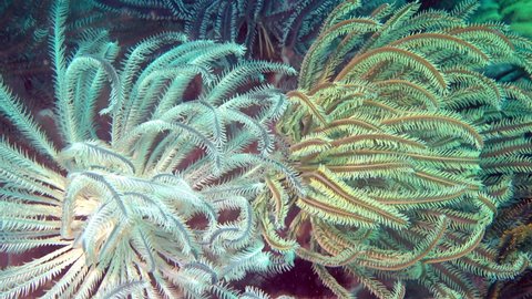 Scuba Diving. The Underwater World of the Sea with Colored Fish and a Coral Reef. Tropical reef marine. Green and blue feather star crinoids clinging to corals underwater.