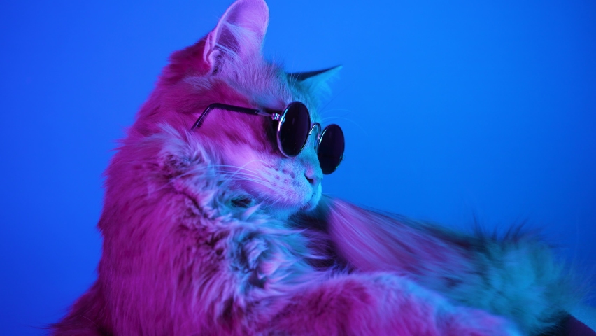 Red-haired cat with small glasses sits in a cardboard box and yawns in neon light on a blue background, takes off his glasses.