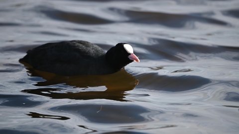 Coot swimming in a local pond