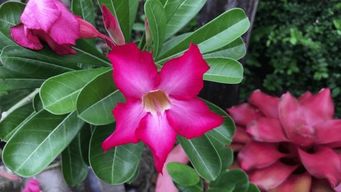 frangipani flower and frangipani flower petals