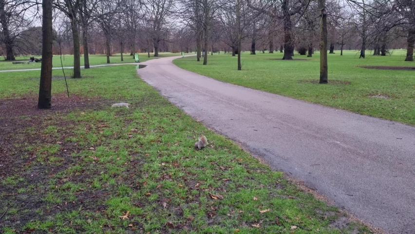 Beautiful squirrels with fluffy tails walk in the park