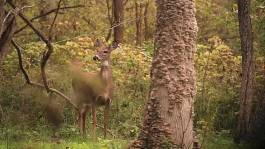 Female White-tailed Deer Rotating Its Alert Ears To Scan Approaching Predator In The Forest Of Western New York. - static Royalty-Free Stock Footage #1087977207
