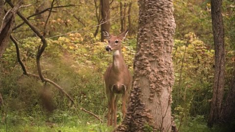 Female White-tailed Deer Rotating Its Alert Ears To Scan Approaching Predator In The Forest Of Western New York. - static