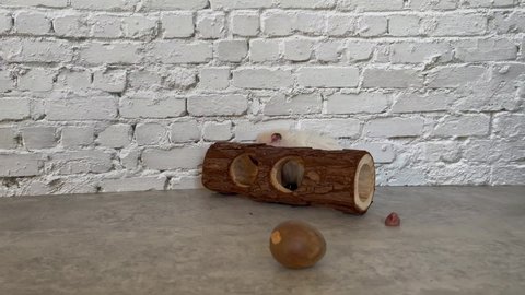 White golden hamster plays with avocado pit and wooden tunnel on the table