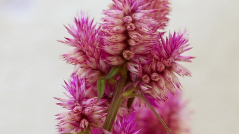 Pink Celosia spicata extreme close up sliding camera move 