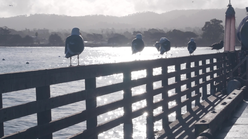 Seagull bird on pier railings in harbor port, seaport, commercial dock or fisherman wharf, yachts and boats in Monterey bay marina near Cannery Row, California coast, fishing industry, fishery in USA.