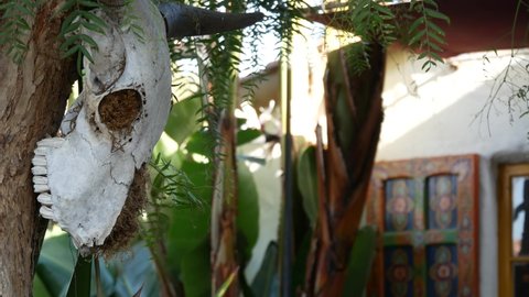 Bull or cow skull, dead animal head bones with horns on California pepper tree in mexican garden. Skeleton of ox, bullock, bison or yak as ranch decor, western USA. Death symbol, Wild West tradition.
