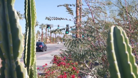 Palm trees, flowers and cactus, sunny Palm Springs city street, vacations resort near Los Angeles, California valley nature, travel USA. Arid climate plants, desert oasis flora, summer road trip vibes
