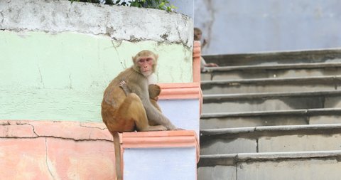 Monkey with Baby on the Temple wall