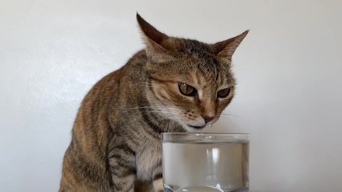 A striped cat drinking water from a clear glass cup