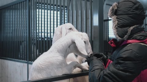An elderly bearded farmer feeds carrots to two white goats in the farm's aviary in winter. The concept of human rapprochement with nature and animals.