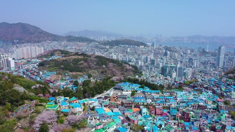 Drone view,Aerial view of Gamcheon Culture Village And beautiful cherry blossom in spring at Busan city South Korea