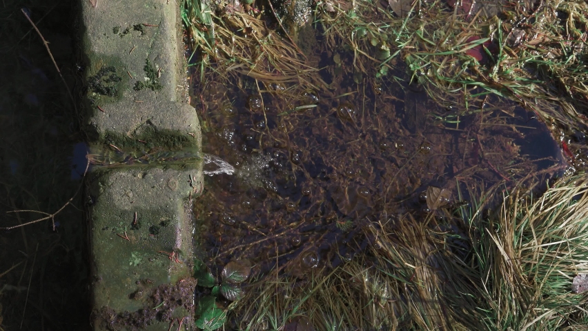 A spring of crystal clear mountain water bubbles up from under the ground amidst a pine forest on a beautiful sunny day.  Poland, Lower Silesia.