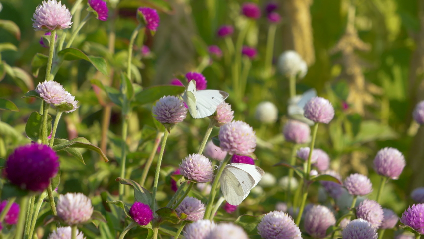 Close up shot of white Butterfly resting on pink and purple flowers in nature - prores 422 footage