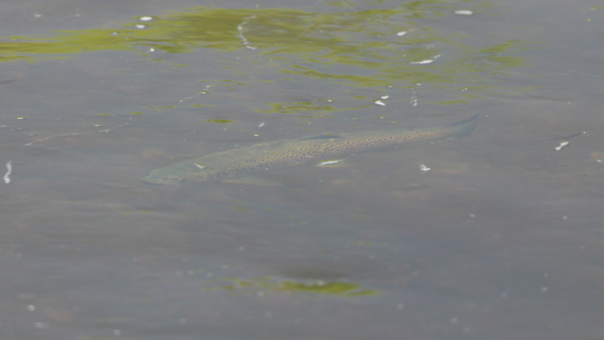 high frame rate side view of a brown trout feeding on the surface of the mersey river of tasmania, australia Royalty-Free Stock Footage #1087993369