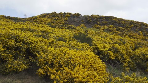 Yellow Gorse above Edinburgh and the Firth