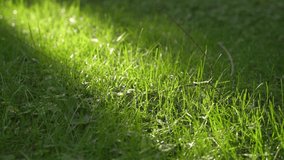 Outdoors Plant Green grass Lawn Sunlight Lens Flare 