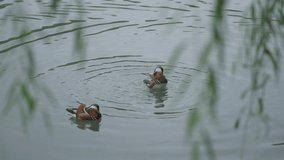 Mandarin Duck play on the Pond
