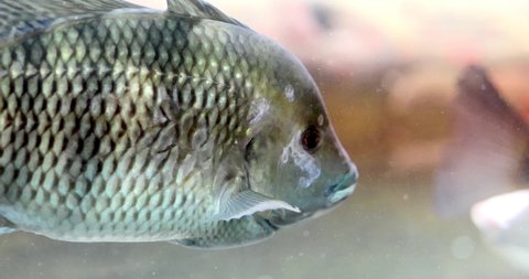 Labeotropheus fuelleborni, also known as the blue mbuna, is an East African species of cichlid from the Malawi lakes. High quality 4k footage