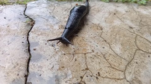 black slug walking short footage