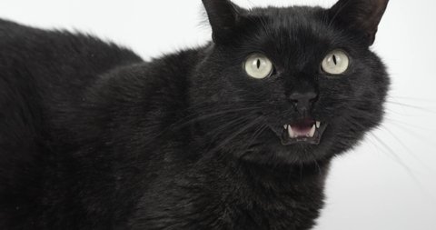 Black- Grey Cat Opens Mouth and Meows. Shooting Animal on White Background, 4k Slow motion