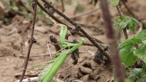 Close-up of a praying mantis on a green ground. Media. The praying mantis with the Latin name Mantodea.