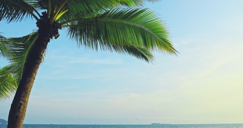 Green coconut tree and beautiful coastline under blue sky in Sanya, Hainan Island, China.