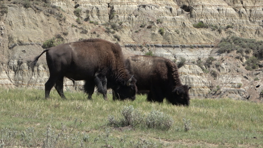 Bisons walking through the grassland in the Theodore Roosevelt National Park
