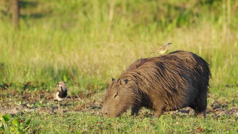 Wild southern lapwing preening its feather next to a foraging giant pregnant capybara with little cattle tyrant cleaner cleaning and wiping off the insects and parasites on its furs at ibera wetlands.