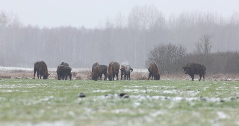 European bison, wisent in Bialowieza national park Poland in the snow