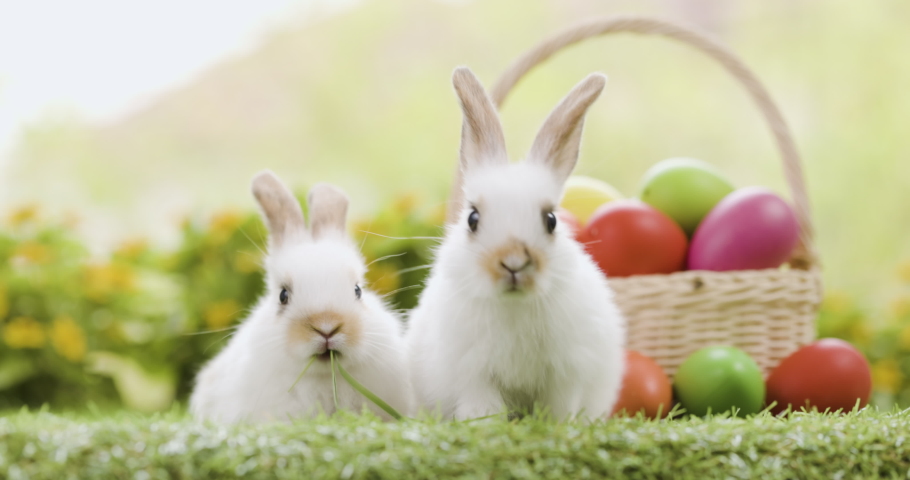 Lovely bunny easter fluffy baby rabbit with a basket full of colorful easter eggs on nature background. Symbol of easter festival. Happy easter day. Royalty-Free Stock Footage #1088003721