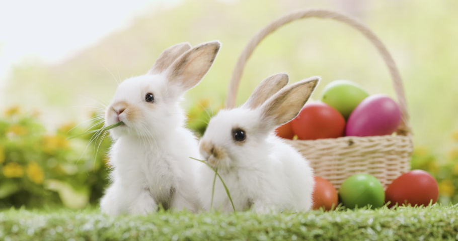 Lovely bunny easter fluffy baby rabbit with a basket full of colorful easter eggs on nature background. Symbol of easter festival. Happy easter day. Royalty-Free Stock Footage #1088003721