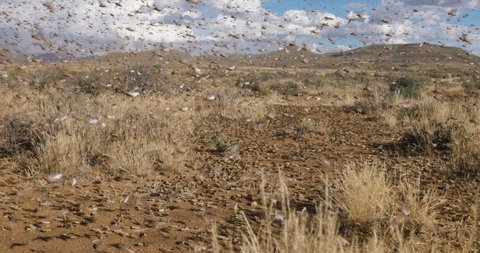 Tracking shot.Millions of brown locust swarms decimating crops in Africa linked to Global warming, Climate change,Climate emergency