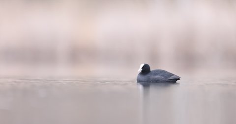 Eurasian coot swimming on a calm fishpond