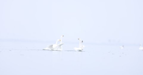 Whooper swans mating behavior on Baltic sea