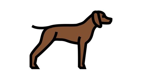 german shrothaired pointer dog color icon animation