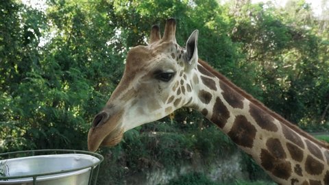 A young spotted giraffe is eating from iron basin suspended from post in zoo. African giraffe with long neck takes food in captivity. Giraffe eats in against background of green trees in afternoon.