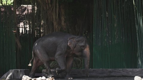 A gray elephant with a sore tucked leg hobbles jumping on three legs against the background of a wall of its green bamboo sticks and tree. Injured elephant walks around zoo. Elephant in captivity.