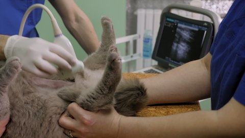Close-up hand veterinarian performs an ultrasound examination a cat. Cat having ultrasound scan in vet office. Cat in veterinary clinic.
