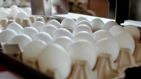fresh Chicken eggs move along the conveyor poultry farm. Close up factory production line