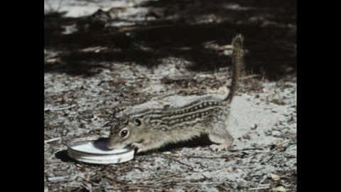 1940s: People walk across a field. A ground squirrel drinks milk from a lid. Hand offers popcorn to the squirrel. Squirrel digs in the sand. It chews on a kernel. Ground squirrel heads to the brush.