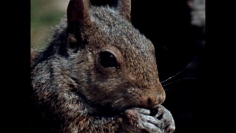 1940s: Grey squirrels eating nuts. Squirrel on a downed log drops a nut. It searches, finds the nut and drops it again. Clearing at the edge of the woods. Young squirrel clings to a snag.