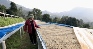 female owner checking quality of the coffee beans that have been died on the floor, footage 4k video slow motion
