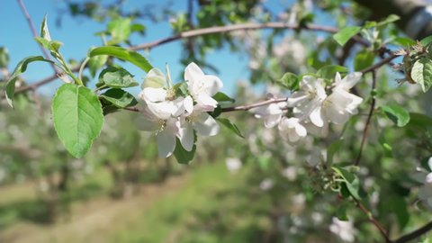 Apple blossoms. The apple orchard is in bloom in spring. Farming and growing apples. White apple tree blossom, spring season in fruit orchards in agricultural region, landscape