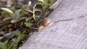 close-up video of slow-moving snail
